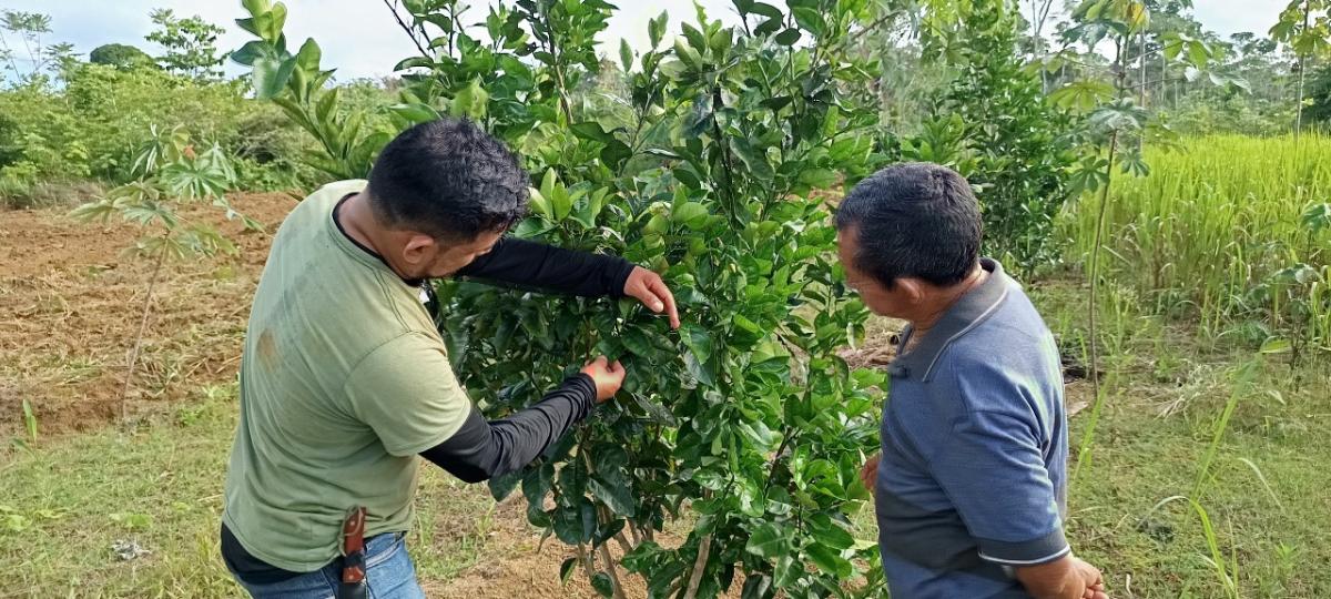 Secretaria de Produção Rural começa atendimentos de mecanização para impulsionar a safra 2025