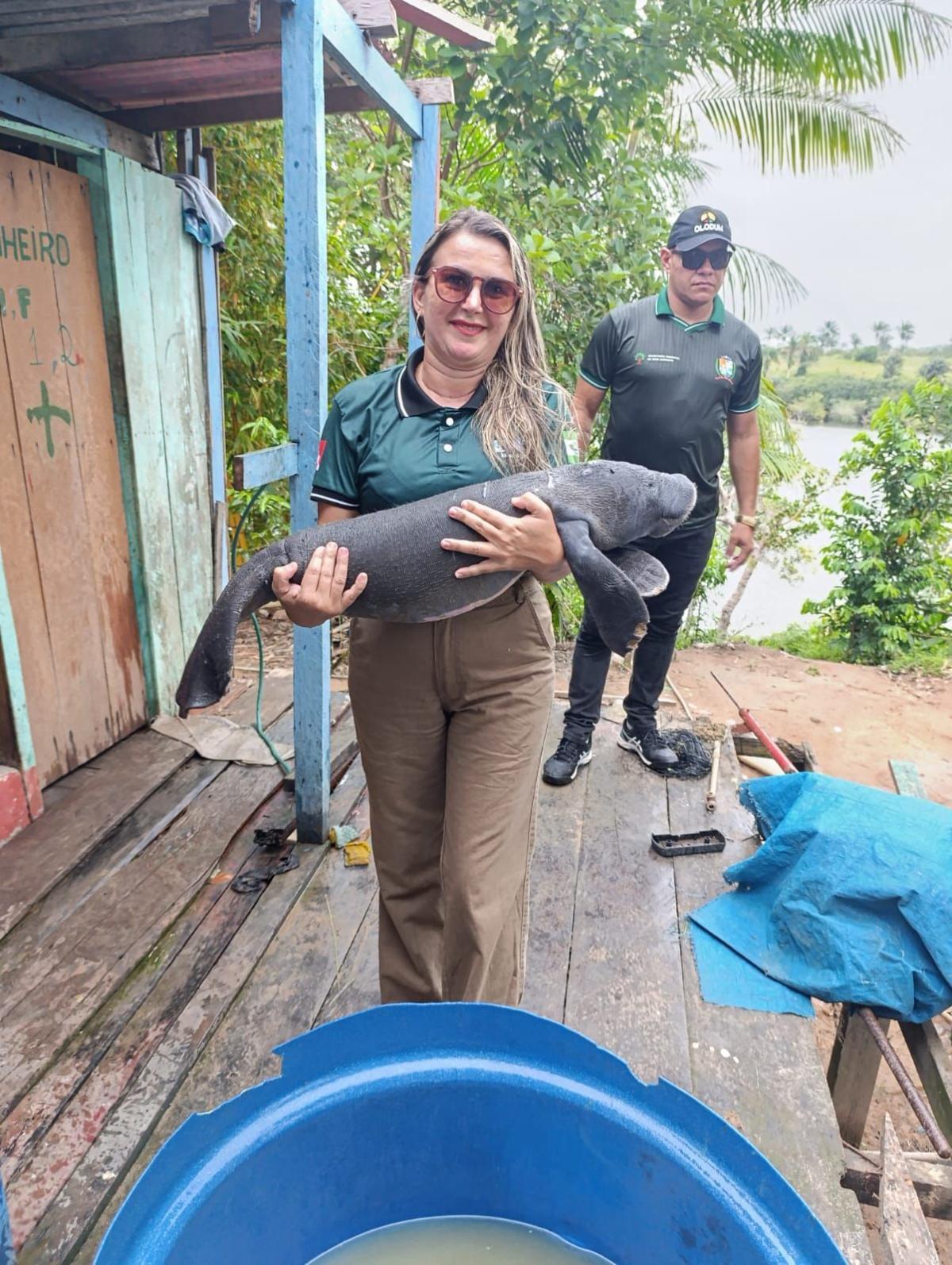 Filhote de peixe-boi é resgatado na Comunidade do Paraíso do Zé açú