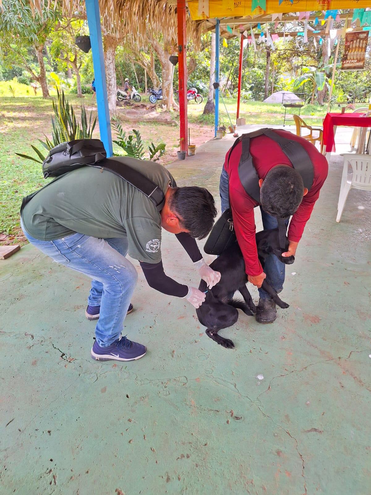 Parintins recebe campanha da Vacinação Animal
