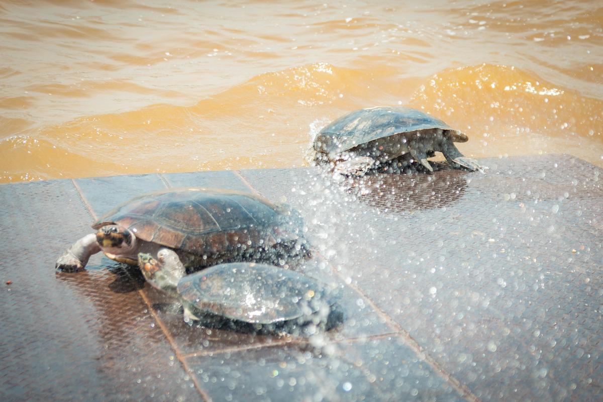 Prefeitura de Parintins realiza soltura de tartarugas em parceria com UFAM e IFAM Parintins
