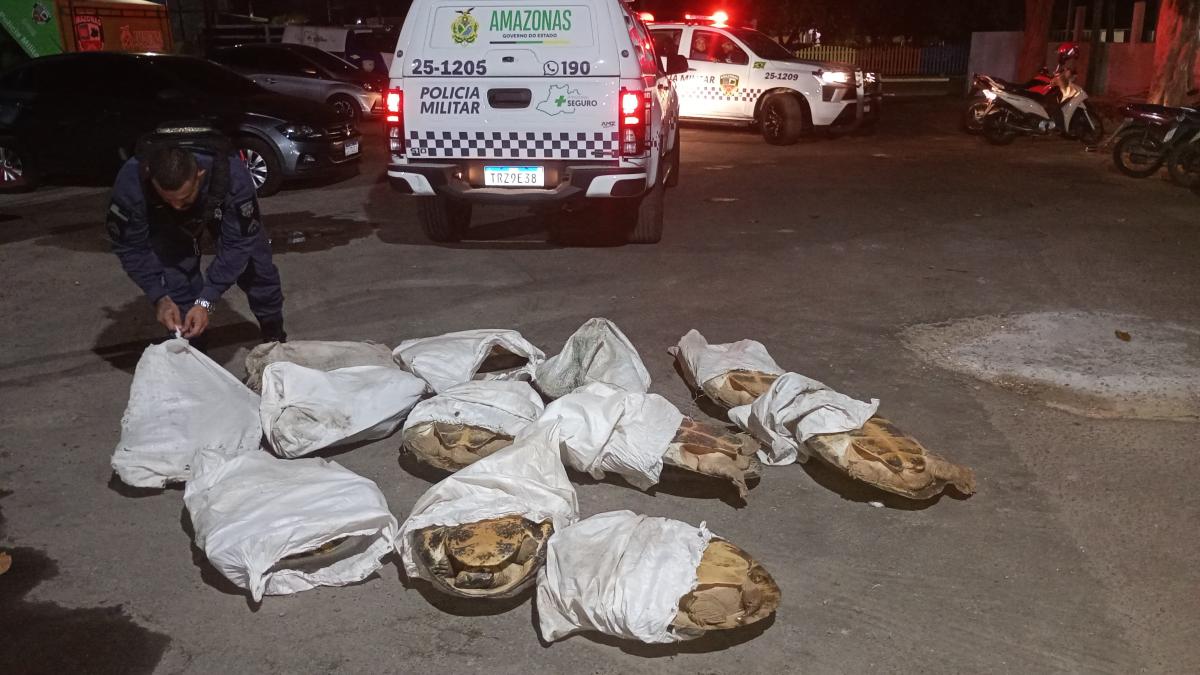 Com apoio da Prefeitura de Parintins, Polícia Militar apreende nova carga ilegal de tartarugas da Amazônia