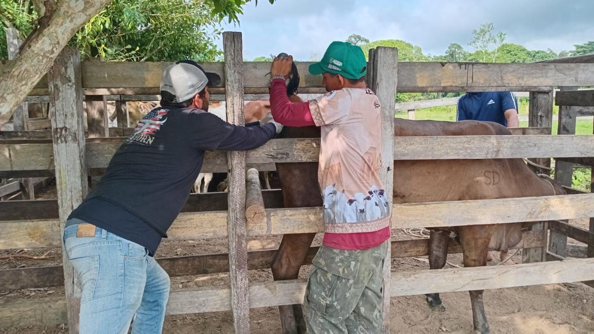 Prefeitura de Parintins e APP garantem exames veterinários gratuitos para gado da 38ª Expopin
