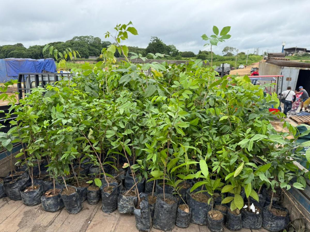 Prefeitura de Parintins recebe 890 mudas e reforça programa de arborização urbana