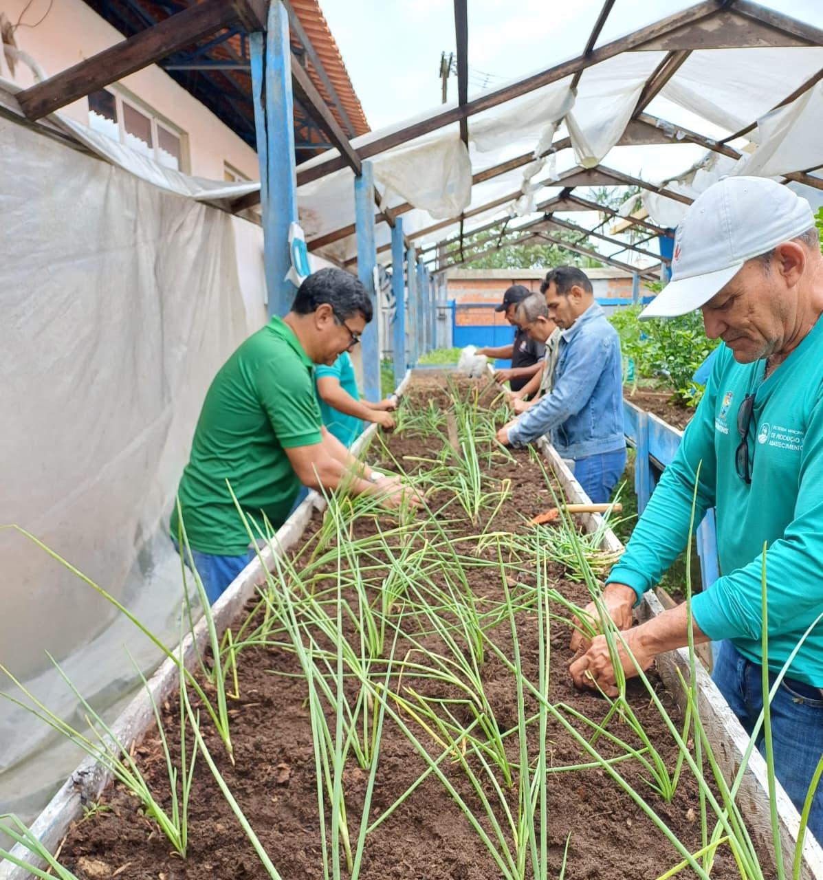 Casa de Vegetação e canteiros da Escola Luz do Saber recebem manutenção da Prefeitura de Parintins