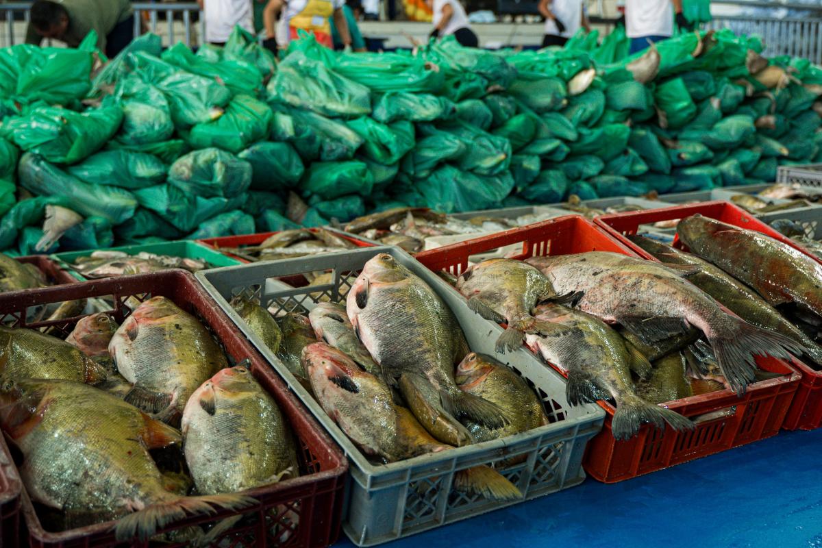 Semana Santa Solidária: Prefeitura de Parintins entrega 30 toneladas de pescado