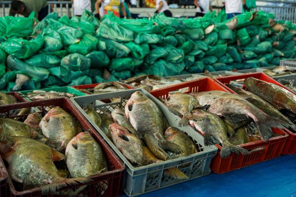 Semana Santa Solidária: Prefeitura de Parintins entrega 30 toneladas de pescado