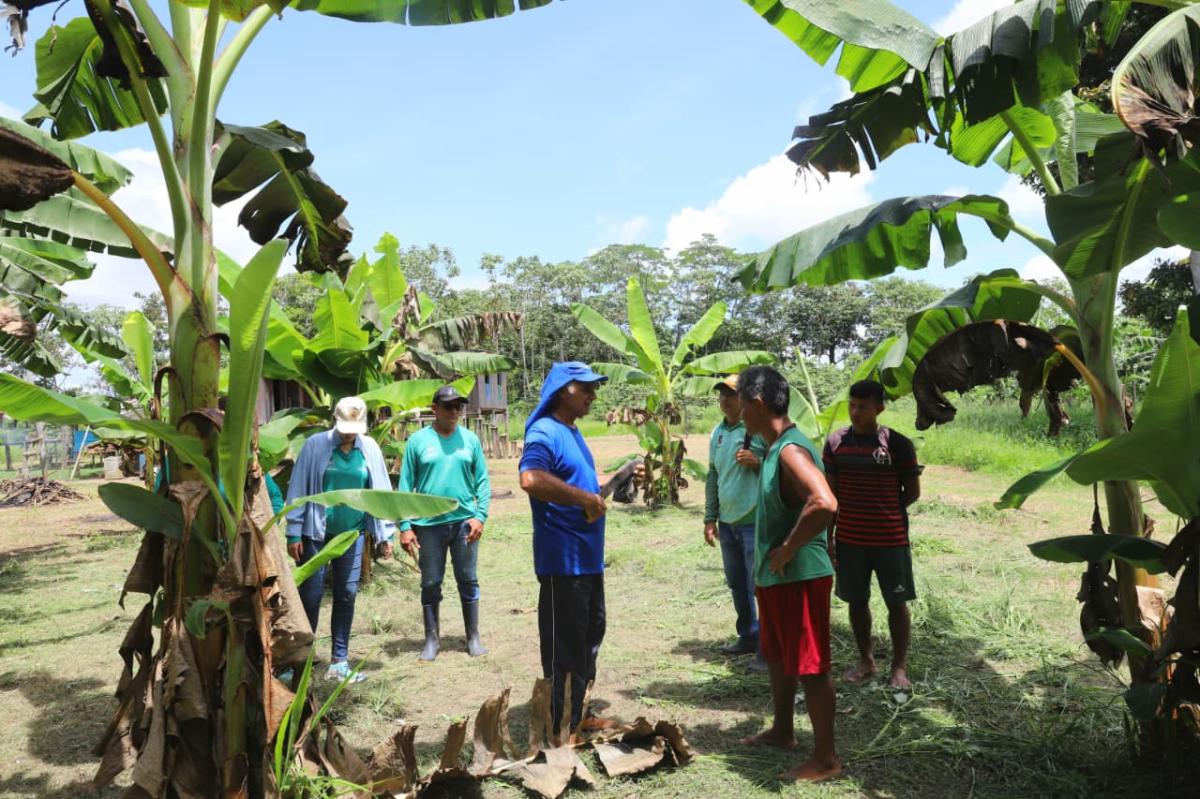Prefeitura de Parintins e Embrapa promovem ação para combater praga que atinge plantações de banana na zona rural