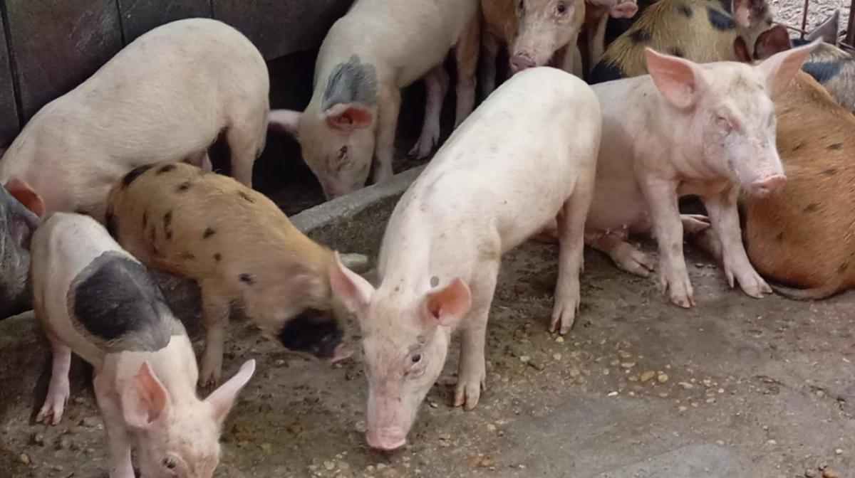 Para fortalecer Suinocultura, Prefeitura de Parintins faz busca ativa de criadores na cidade e interior