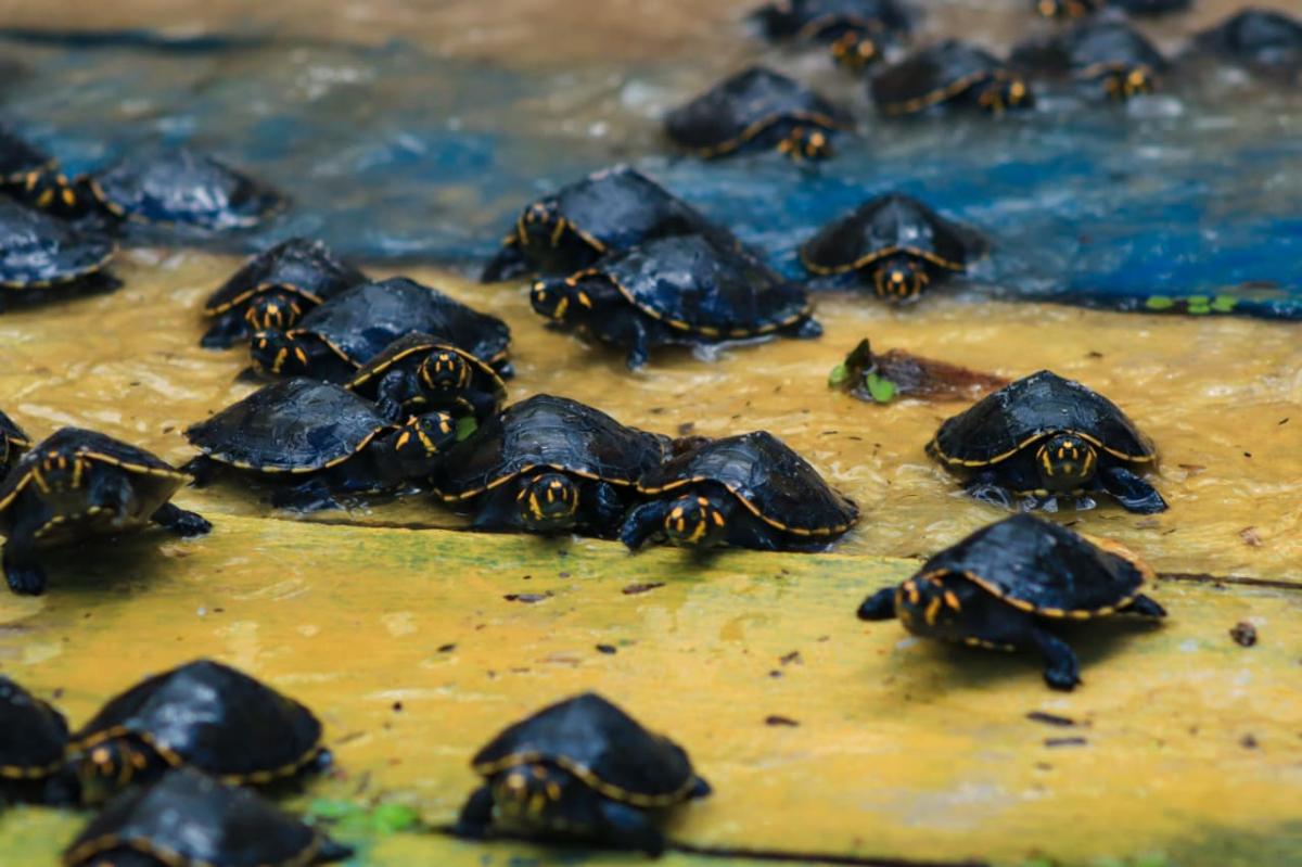 Mais de 200 filhotes de tracajás foram devolvidos à natureza durante programação especial da Prefeitura de Parintins