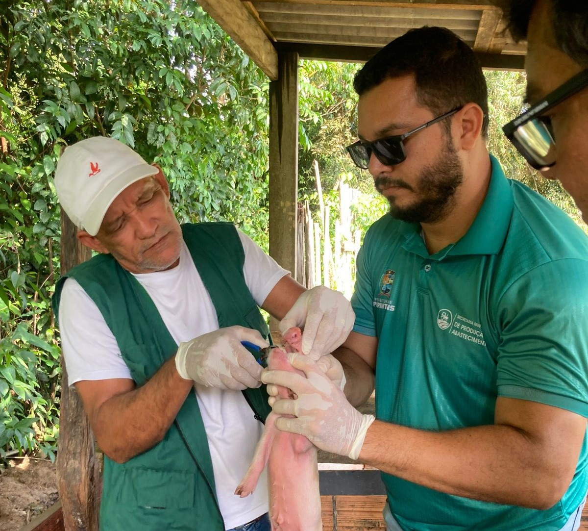 Setor Primário: Parintins terá Dia de Capacitação da Suinocultura