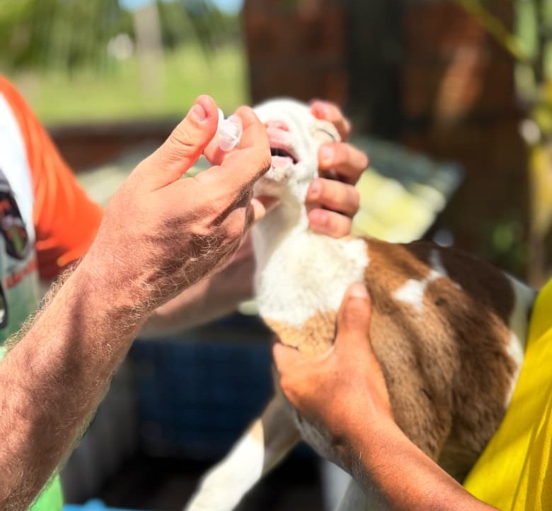 Prefeitura de Parintins incentiva setor primário com Primeira Capacitação em Caprinocultura e Ovinocultura