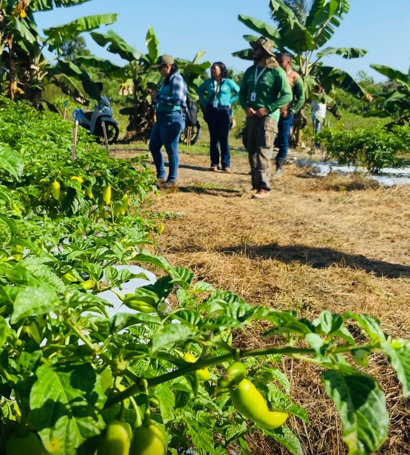 Produtores da Vila Amazônia recebem Assistência Técnica da Prefeitura de Parintins