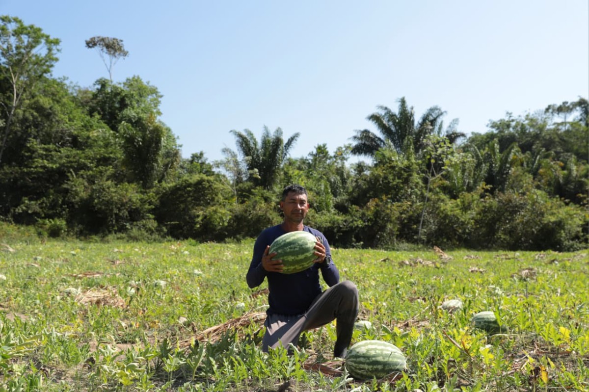 Prefeitura de Parintins realiza escoamento da safra de melancia do Laguinho